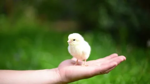 Human arm holds white cute newborn chick , spring 4k horizontal footage. Stock Footage 204791211