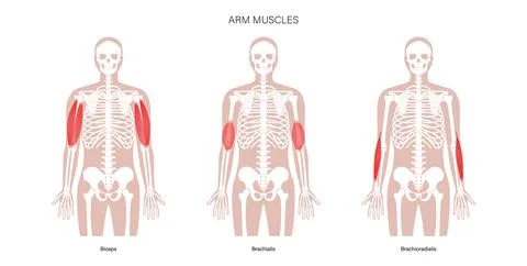 Human arm muscles Stock Illustration