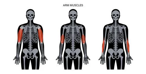 Human arm muscles Illustrazione stock