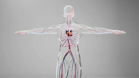 Human arterial and venous circulatory sy... Biology Diagrams