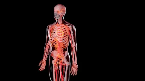 Human arterial and venous circulatory sy... Biology Diagrams