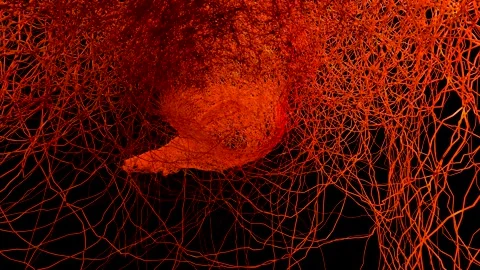 Human arterial and venous circulatory sy... Biology Diagrams
