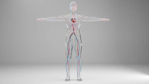 Human arterial and venous circulatory system, Heart with Vains and arteries Stock Illustration