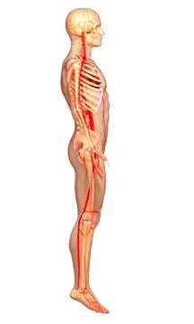 Human arteries; artwork Stock Illustration