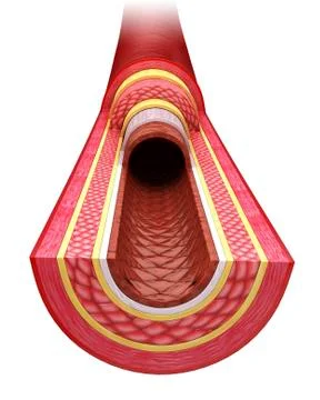 Human artery, artwork Stock Illustration