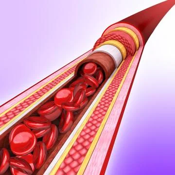 Human artery, artwork Stock Illustration