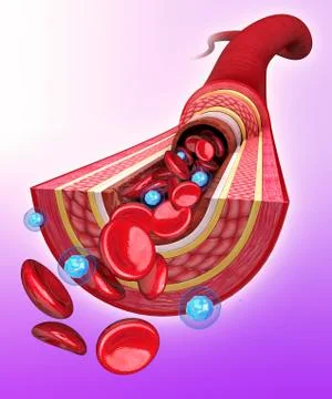 Human artery, artwork Stock Illustration