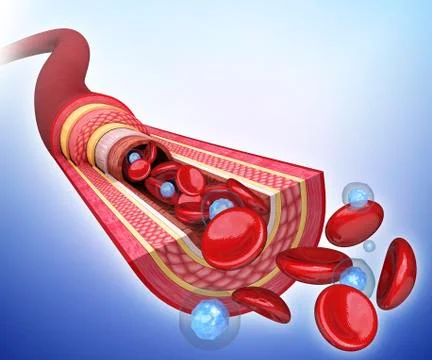 Human artery, artwork Stock Illustration