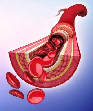 Human artery, artwork Stock Illustration