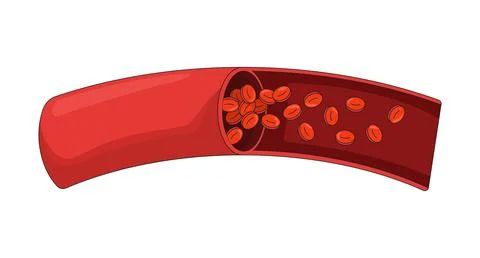 Human artery cross-section with red blood cells 2D vector illustration Stock Illustration