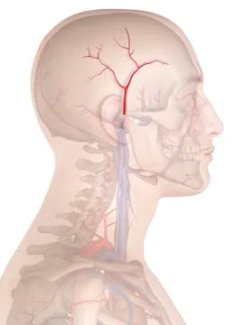 Human artery, illustration Stock Illustration