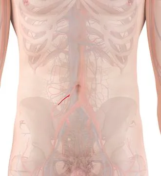 Human artery, illustration Illustrazione stock