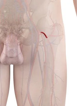 Human artery, illustration Stock Illustration