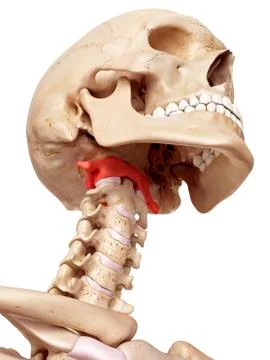 Human atlas bone Stock Illustration