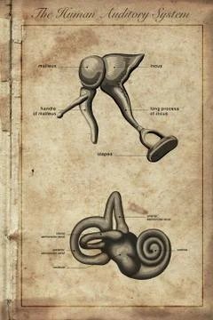 The human auditory system, Parts of the Human Ear, vintage engraved illustrat Stock Illustration