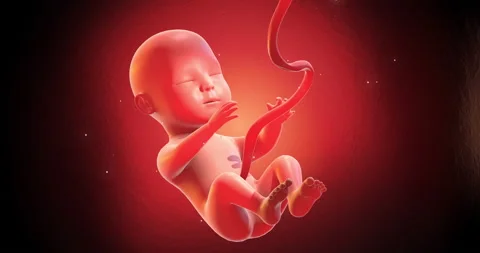 Human Baby Fetus Embryo Sleeping Peacefu... | Stock Video | Pond5