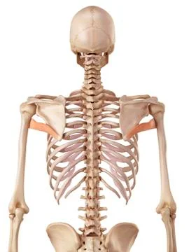 Human back muscle Stock Illustration