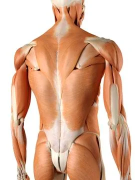 Human back muscles, artwork Stock Illustration