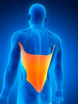 Human back muscles, artwork Stock Illustration