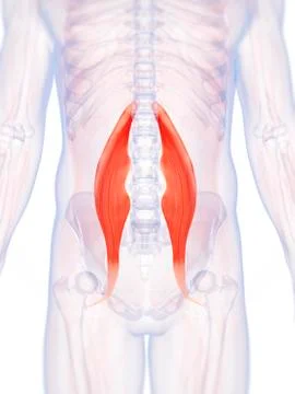 Human back muscles, artwork Stock Illustration