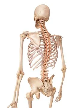 Human back muscles Stock Illustration