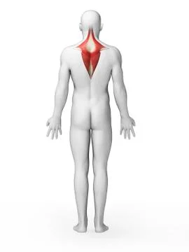 Human back muscles, illustration Stock Illustration