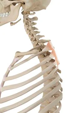 Human back muscles, illustration Stock Illustration