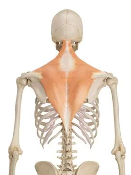 Human back muscles, illustration Stock Illustration