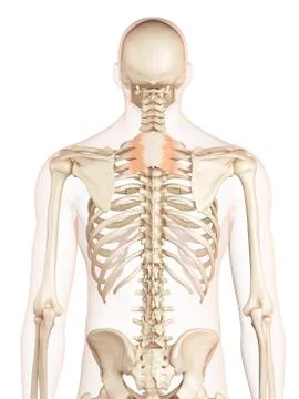 Human back muscles, illustration Stock Illustration