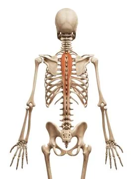 Human back muscles, illustration Stock Illustration