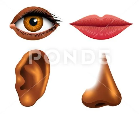 Human biology, sensory organs, anatomy illustration. face detailed kiss ...