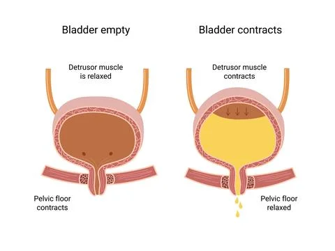 Human Bladder Anatomy Stock Illustration