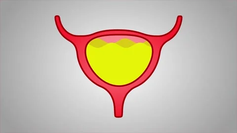 Human Bladder Anatomy Illustration Full of Urine Stock Footage 317144447