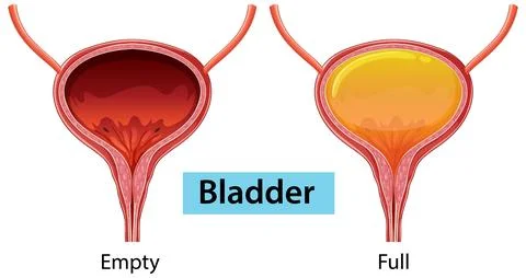 Human Bladder Illustration: Empty and Full States Stock Illustration