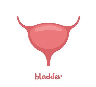 Human bladder, Internal organ of the human body. Anatomy Bladder icon. Vector Stock Photos