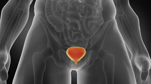 Human Bladder. Medically accurate animation of the bladder Stock Footage 106833401