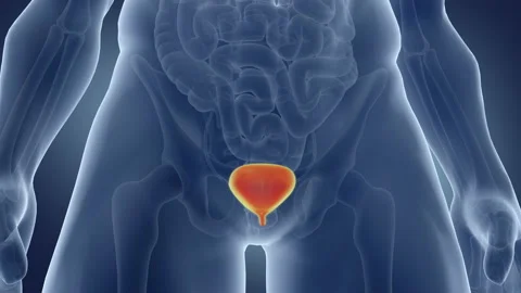 Human Bladder. Medically accurate animation of the bladder Video stock 106834400