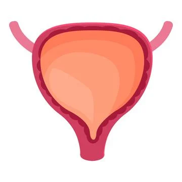 Human bladder storing urine, showing ureters and urethra, medical illustratio Stock Illustration