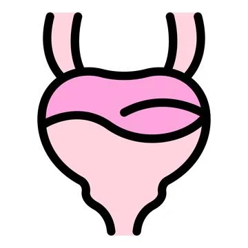 Human bladder storing urine, showing ureters and urethra, urinary system Stock Illustration