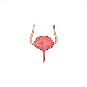 Human Bladder vector icon illustration Stock Illustration