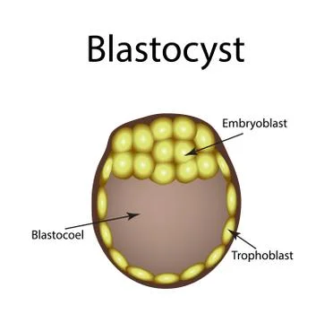 Human blastocyst. The structure of the blastocyst. Vector illustration on Stock Illustration