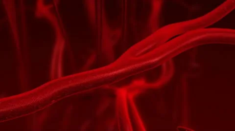 Human blood arteries and veins Stock Footage