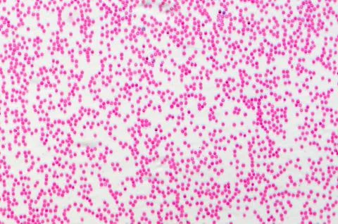 Human blood cells Stock Photos