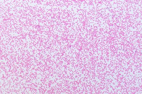 Human blood cells Stock Photos