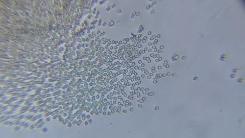 Human blood sample under microscope showing cells Stock Footage 322183912