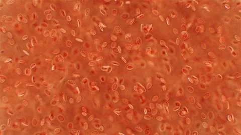 Human blood under a microscope. You can see erythrocytes - red blood cells... Stock Photos
