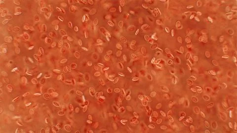 Human blood under a microscope. You can see erythrocytes - red blood cells... Stock Photos