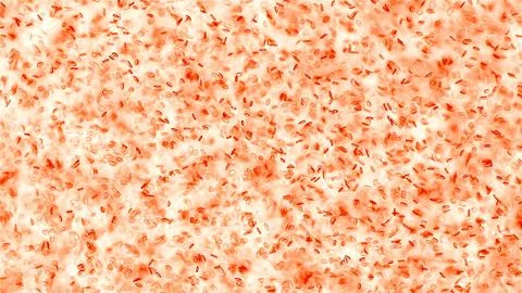 Human blood under a microscope. You can see erythrocytes - red blood cells. T Stock Photos