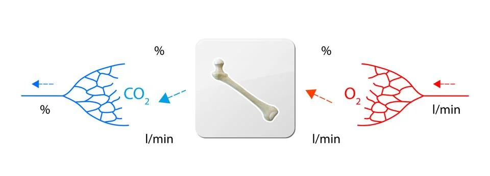 Human bloodstream - bone, didactic board of anatomy of blood system of human  Stock Illustration