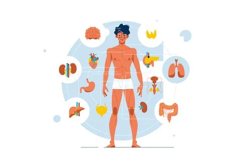Human body anatomy and structure Stock Illustration